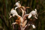 Satyrium buchananii