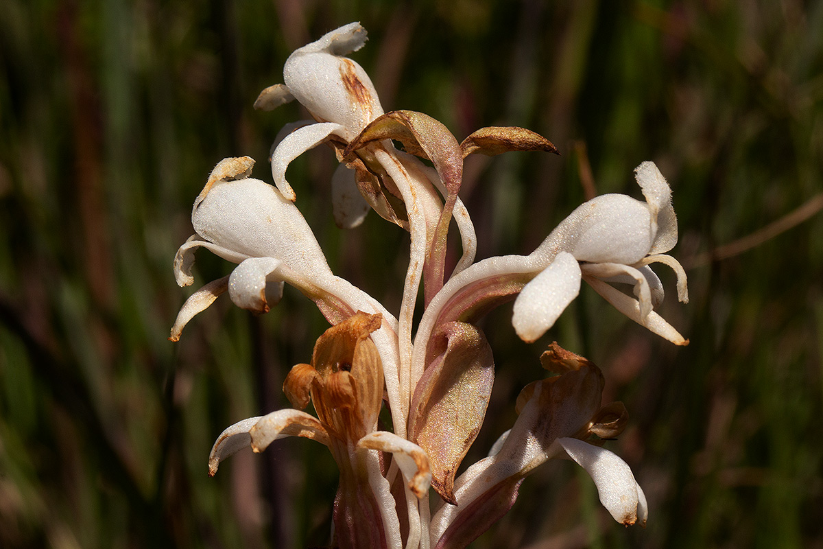 Satyrium buchananii Satyrium buchananii