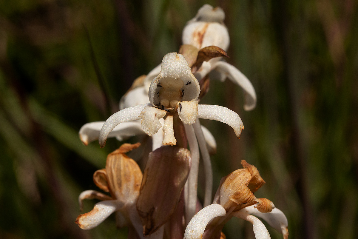 Satyrium buchananii Satyrium buchananii