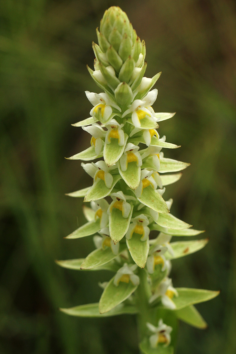 Satyrium trinerve Satyrium trinerve