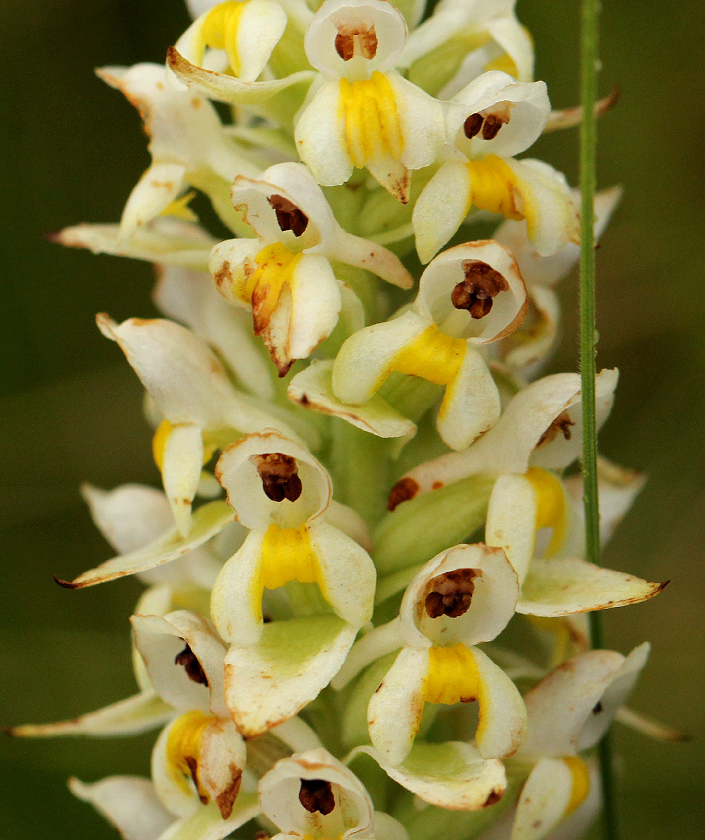 Satyrium trinerve Satyrium trinerve