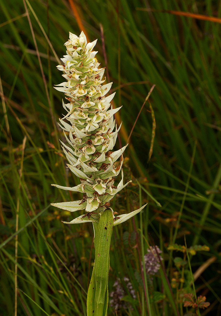 Satyrium trinerve Satyrium trinerve