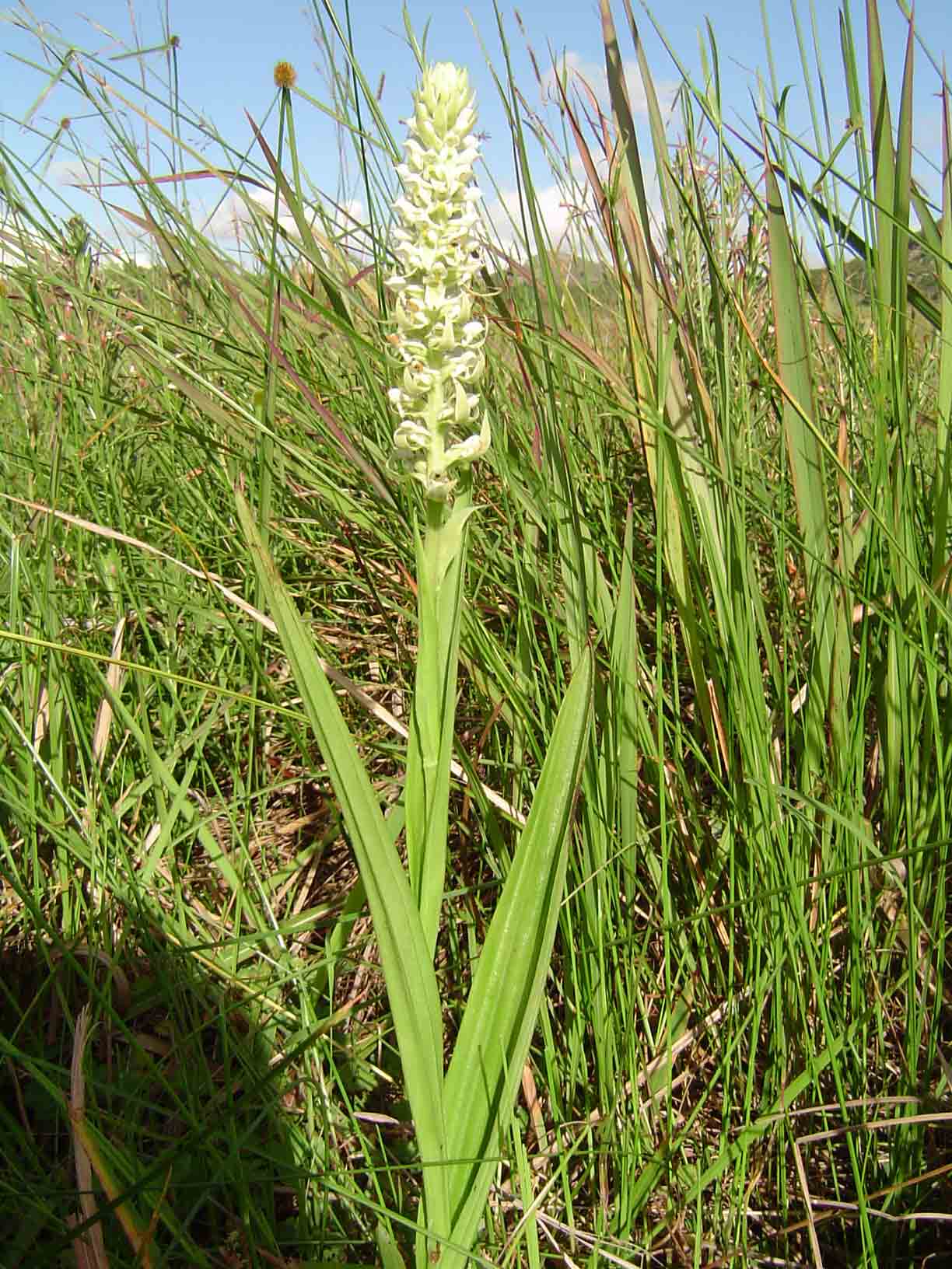 Satyrium trinerve Satyrium trinerve