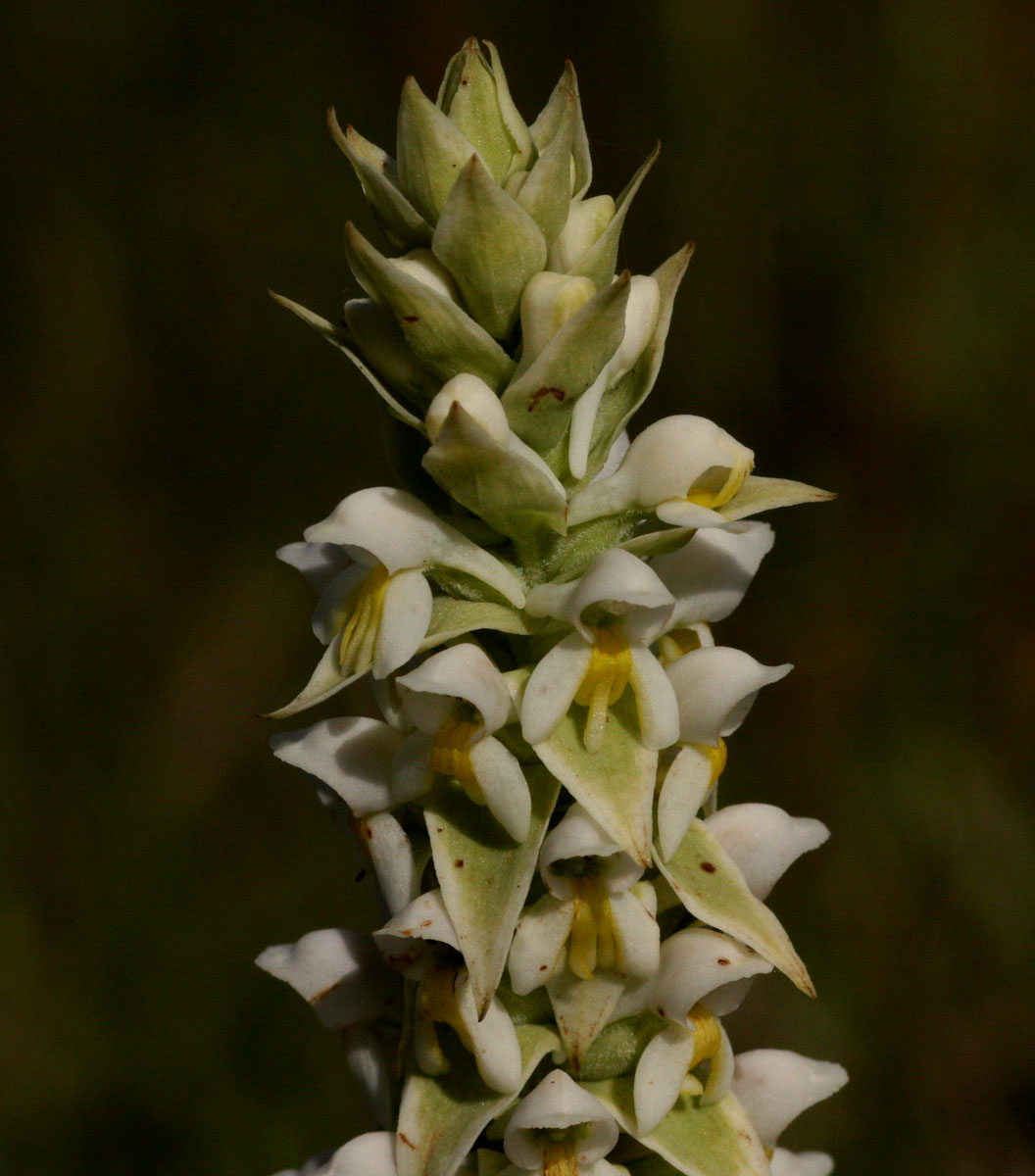 Satyrium trinerve Satyrium trinerve