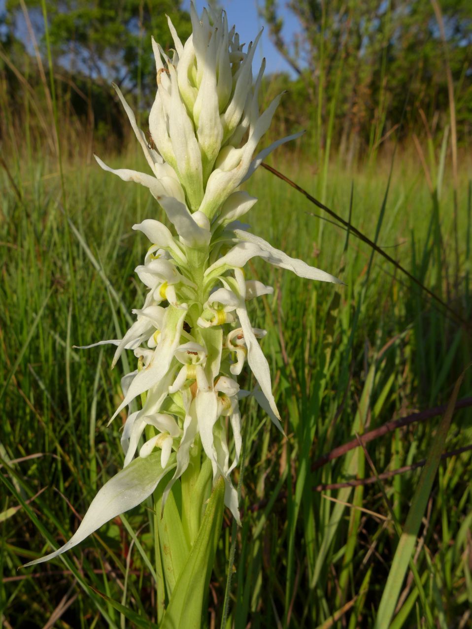 Satyrium trinerve Satyrium trinerve