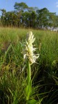 Satyrium trinerve