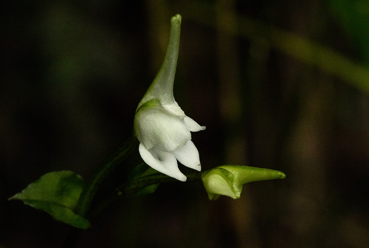Disperis anthoceros Disperis anthoceros