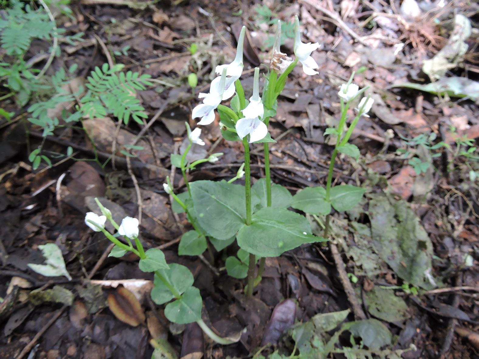 Disperis anthoceros Disperis anthoceros