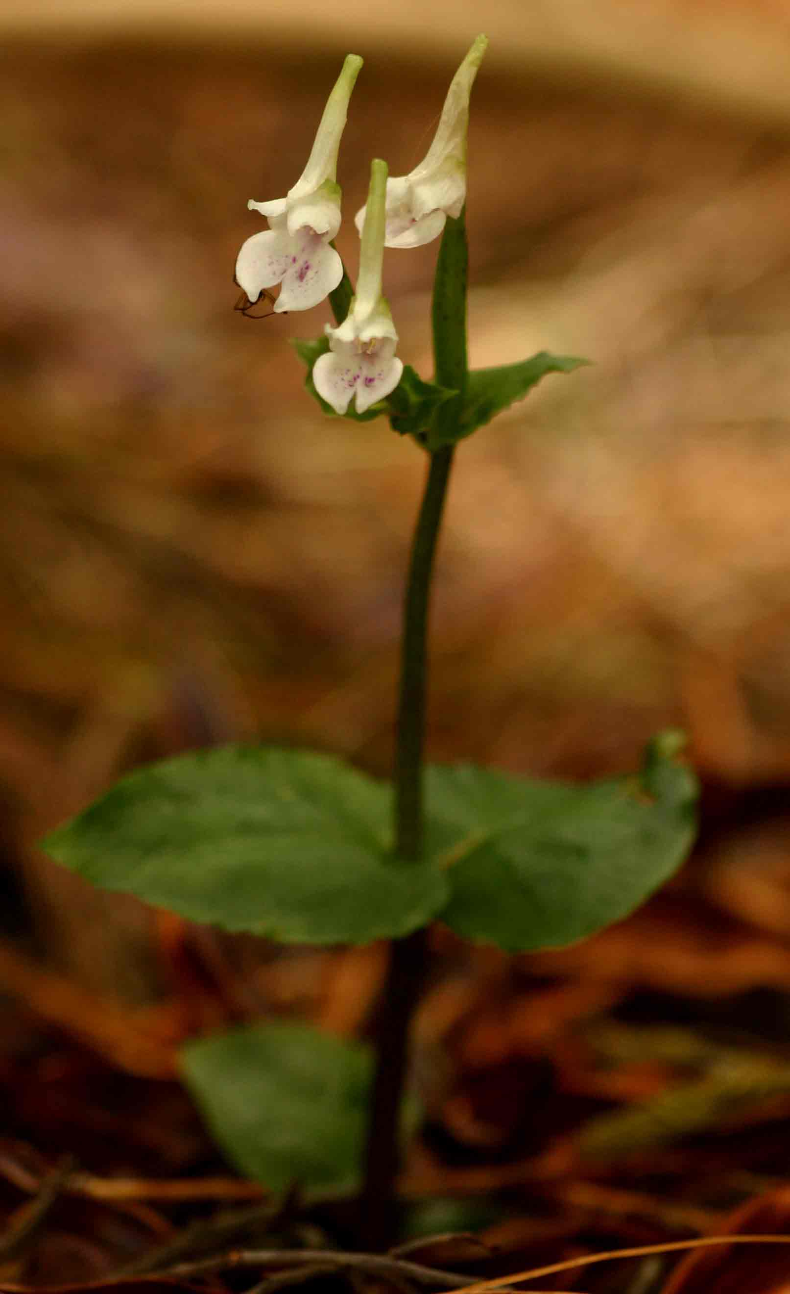 Disperis anthoceros Disperis anthoceros
