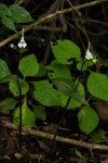 Disperis anthoceros