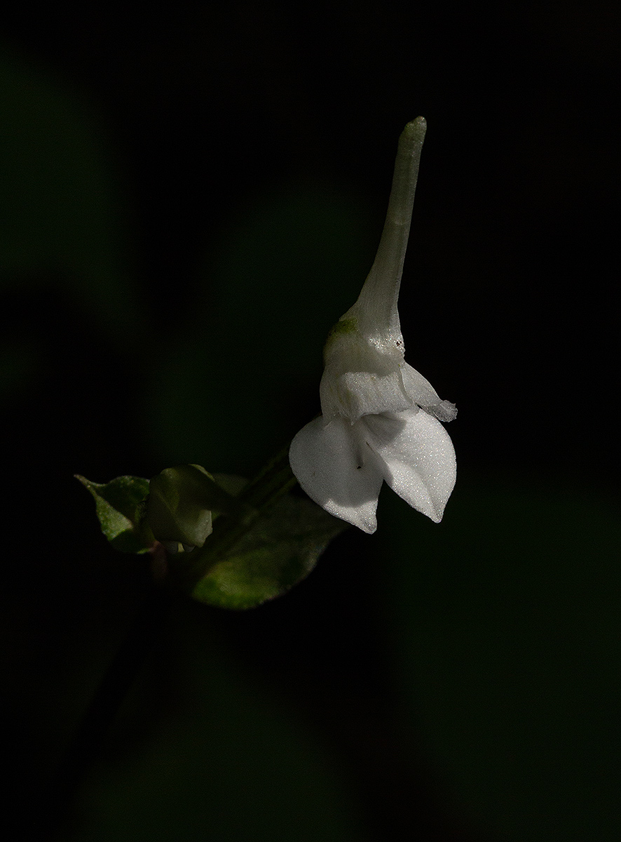 Disperis anthoceros Disperis anthoceros