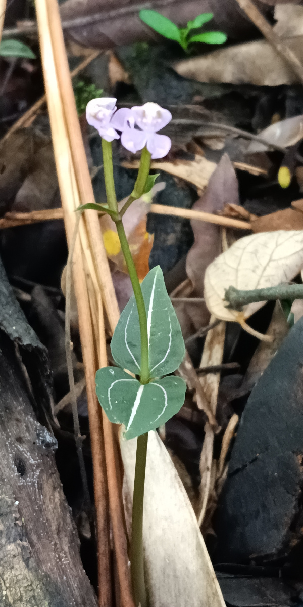 Disperis leuconeura