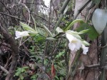 Vanilla polylepis