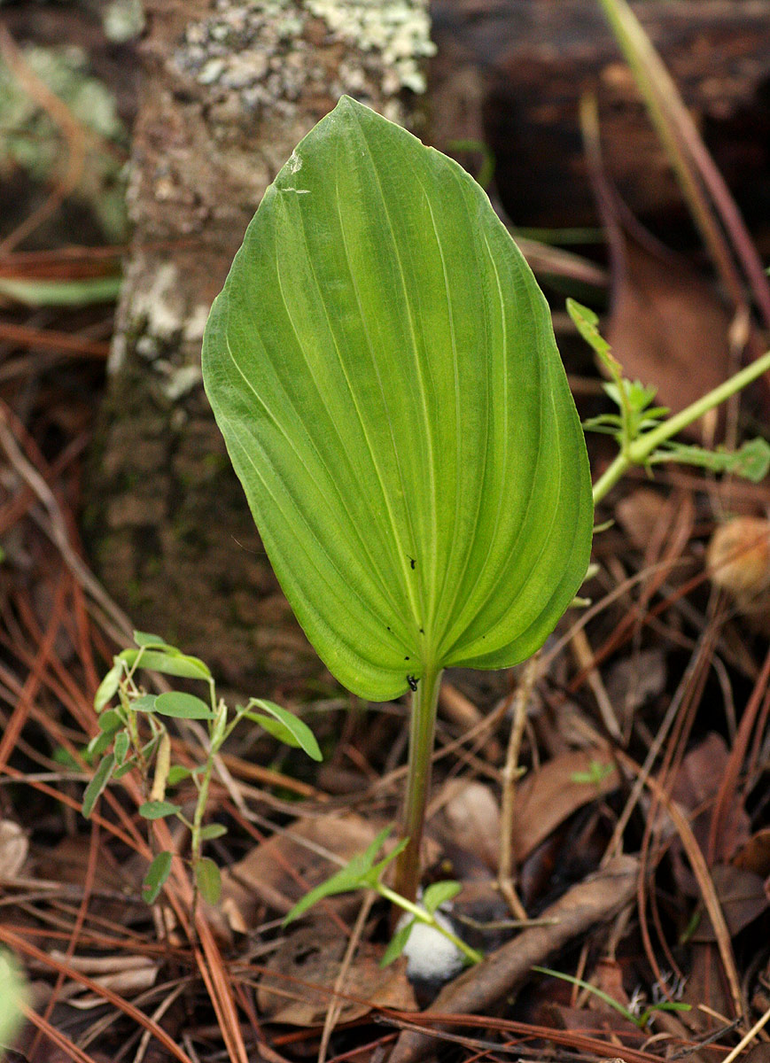 Nervilia shirensis Nervilia shirensis