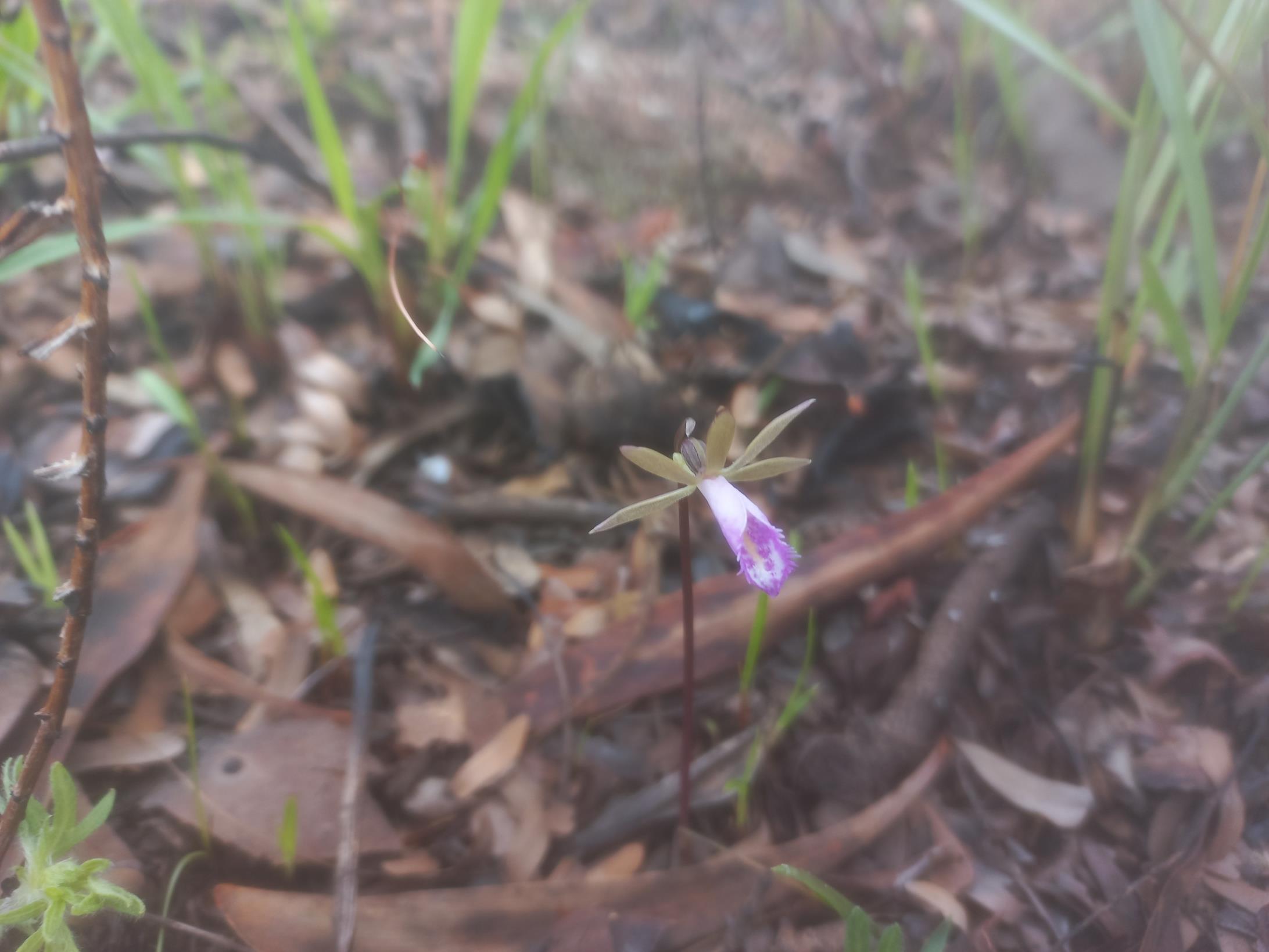 Nervilia stolziana Nervilia stolziana