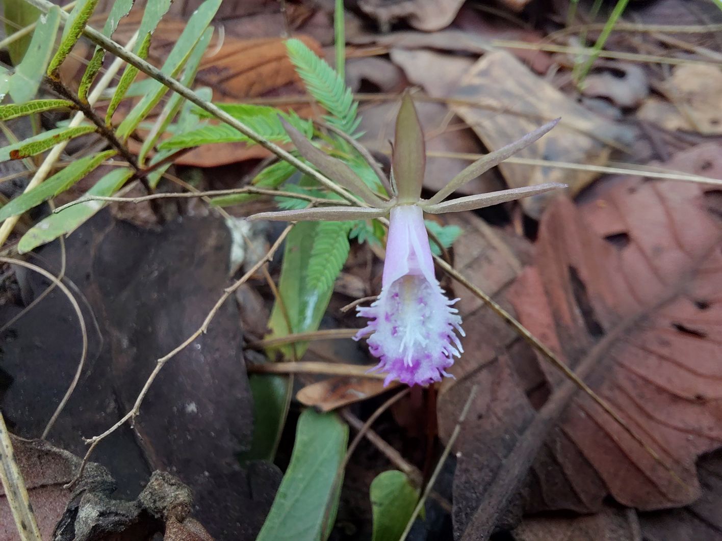 Nervilia stolziana