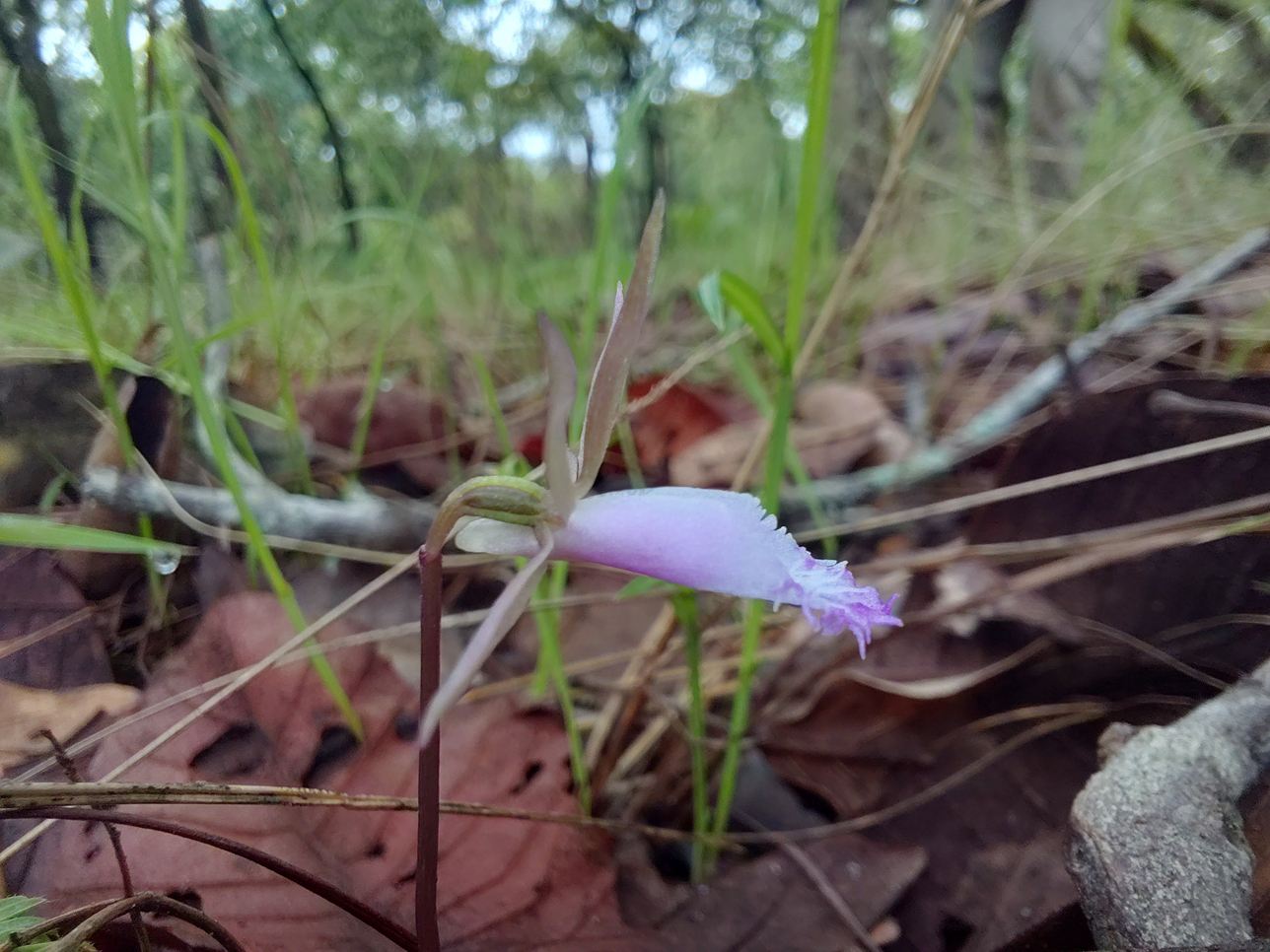 Nervilia stolziana