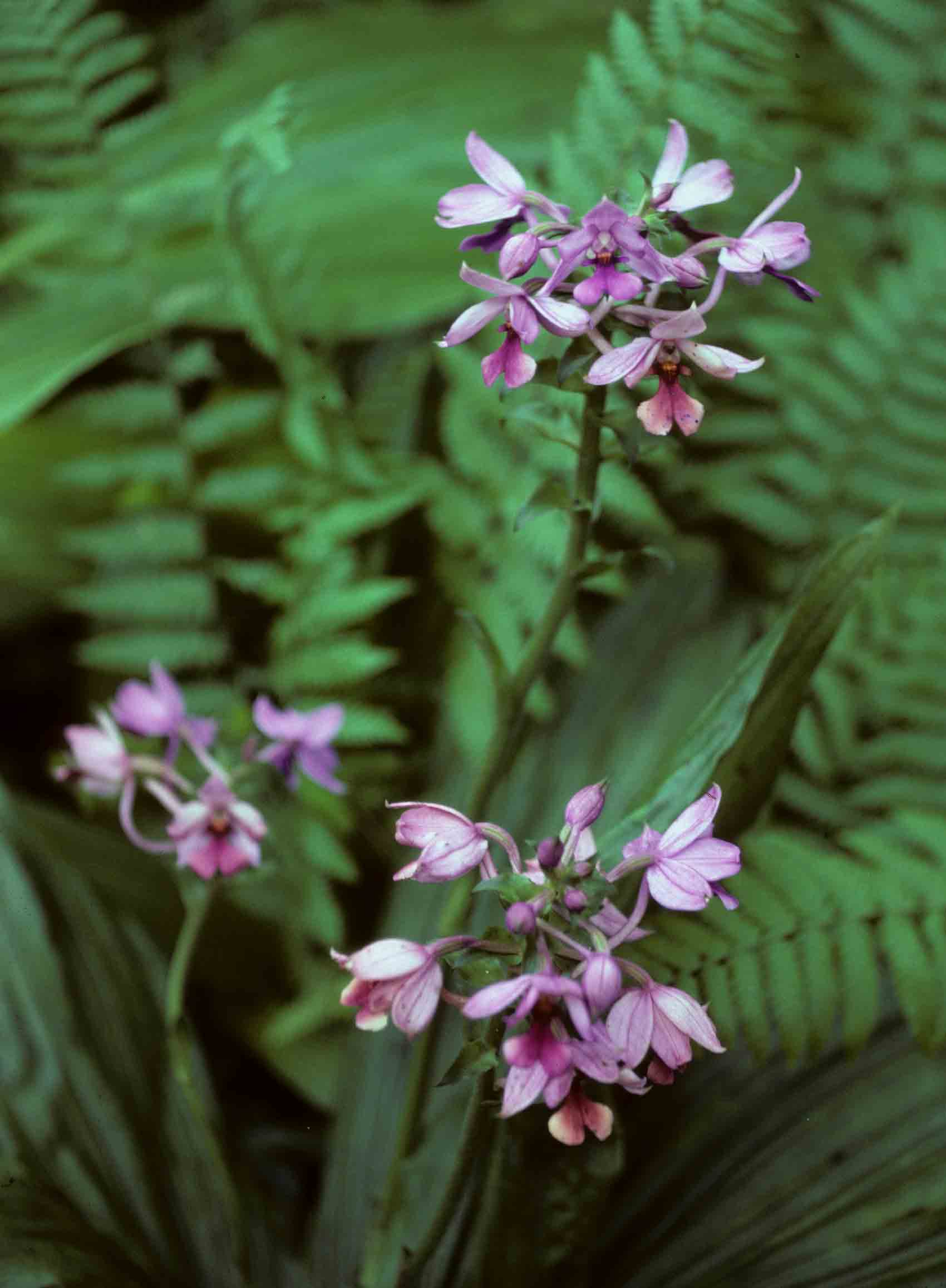 Calanthe sylvatica Calanthe sylvatica