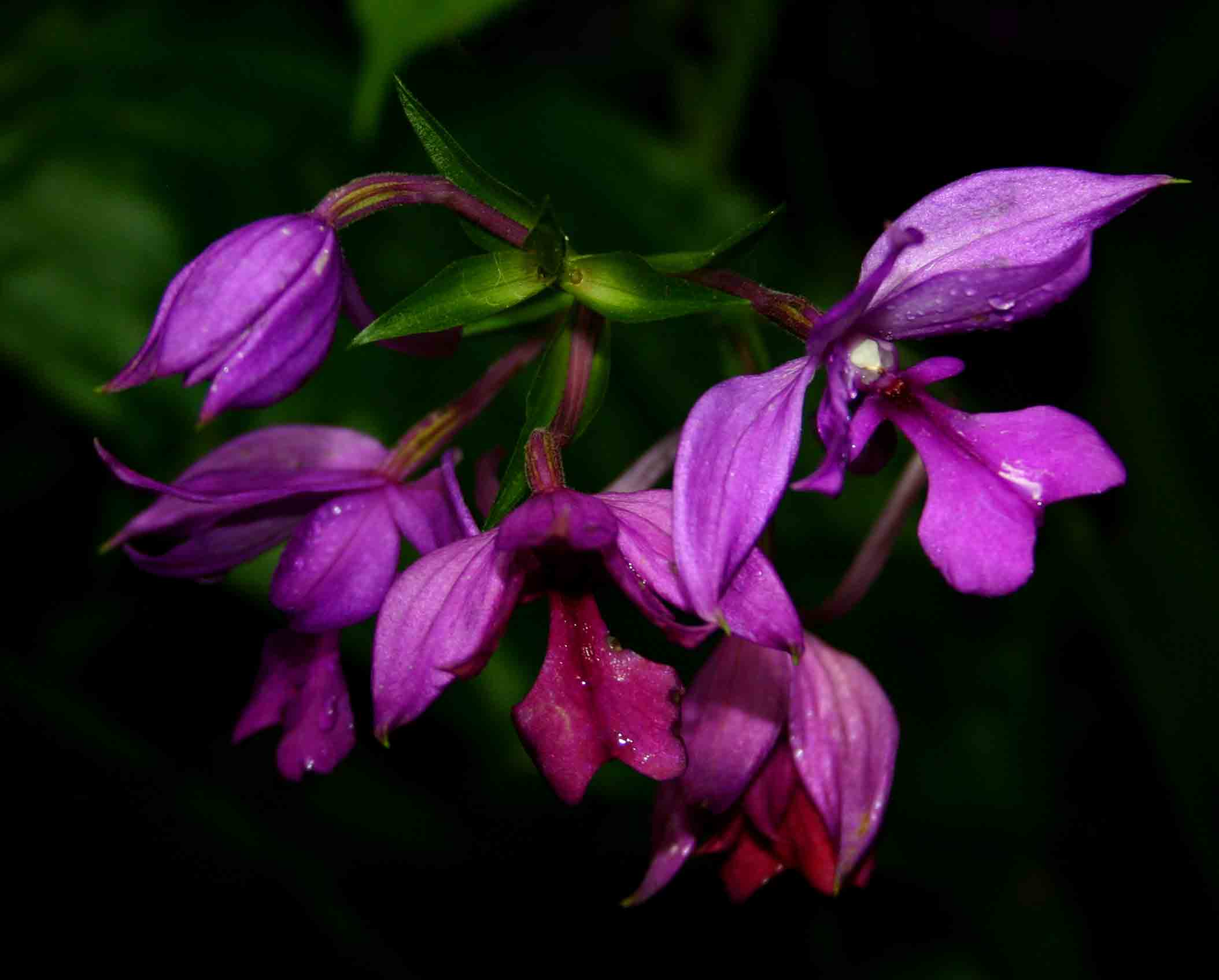 Calanthe sylvatica Calanthe sylvatica