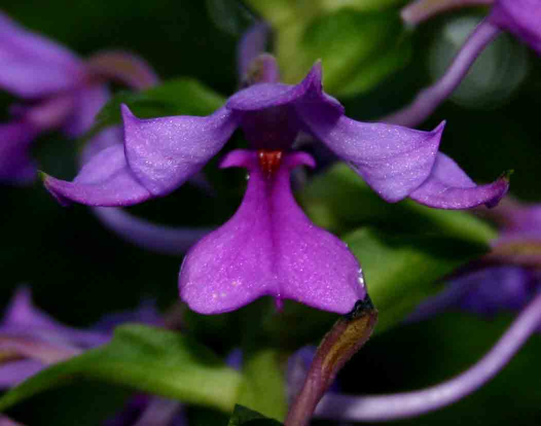 Calanthe sylvatica Calanthe sylvatica