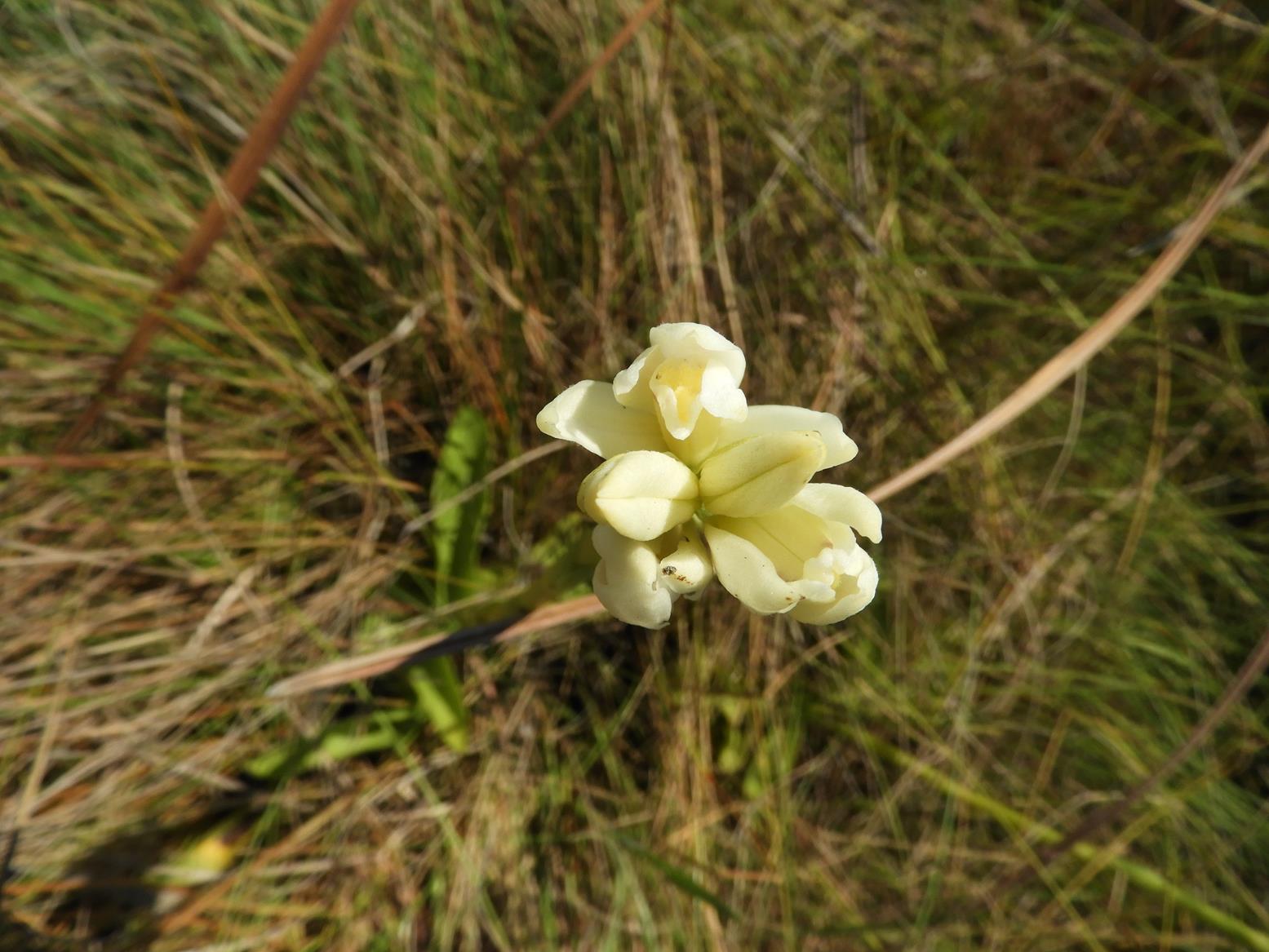 Phaius occidentalis