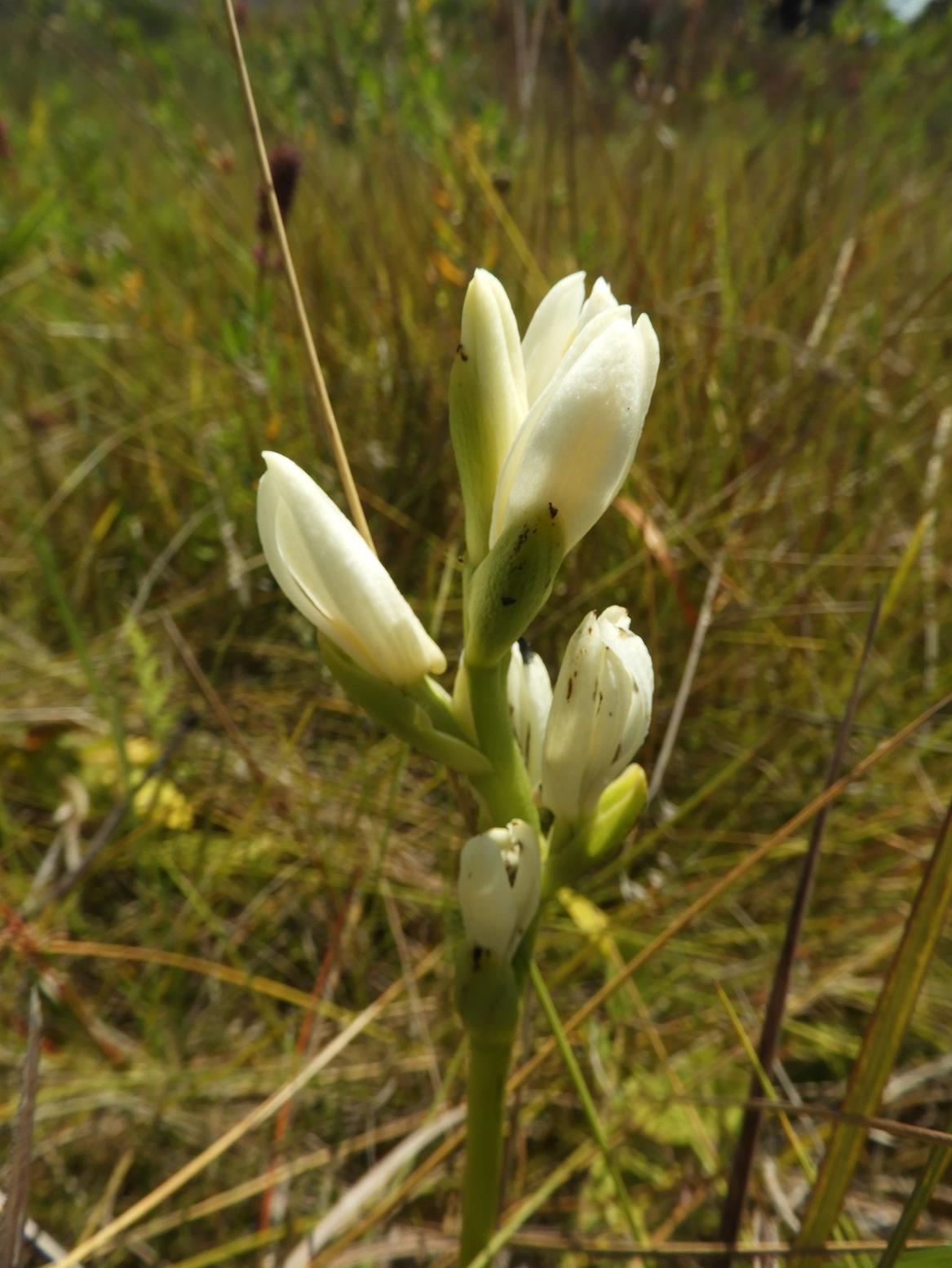 Phaius occidentalis Phaius occidentalis