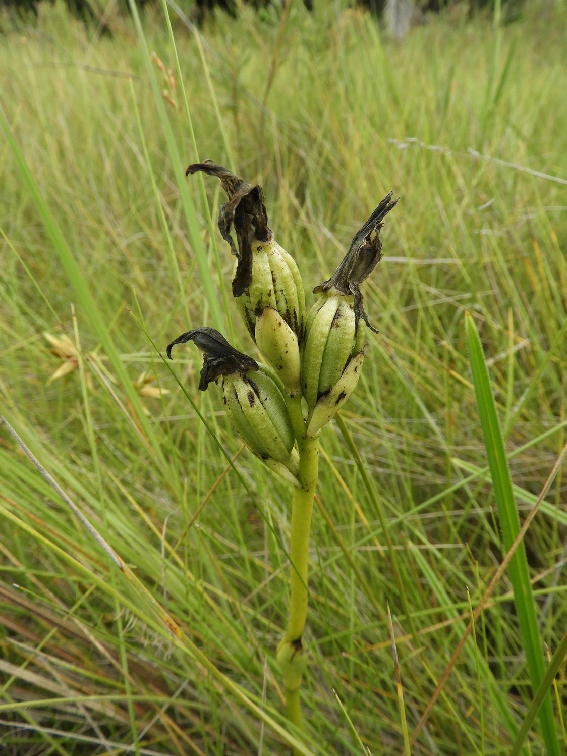 Phaius occidentalis Phaius occidentalis