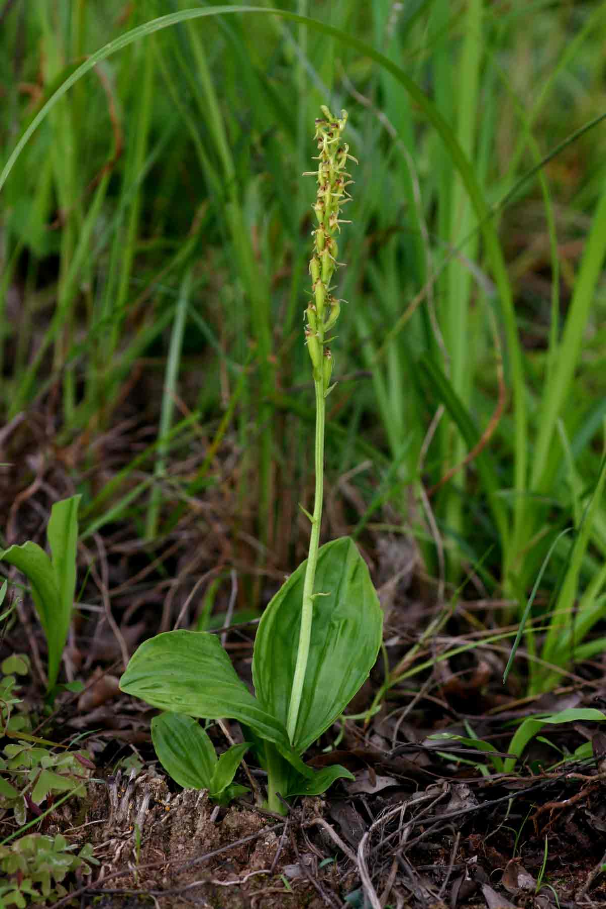 Liparis nervosa Liparis nervosa