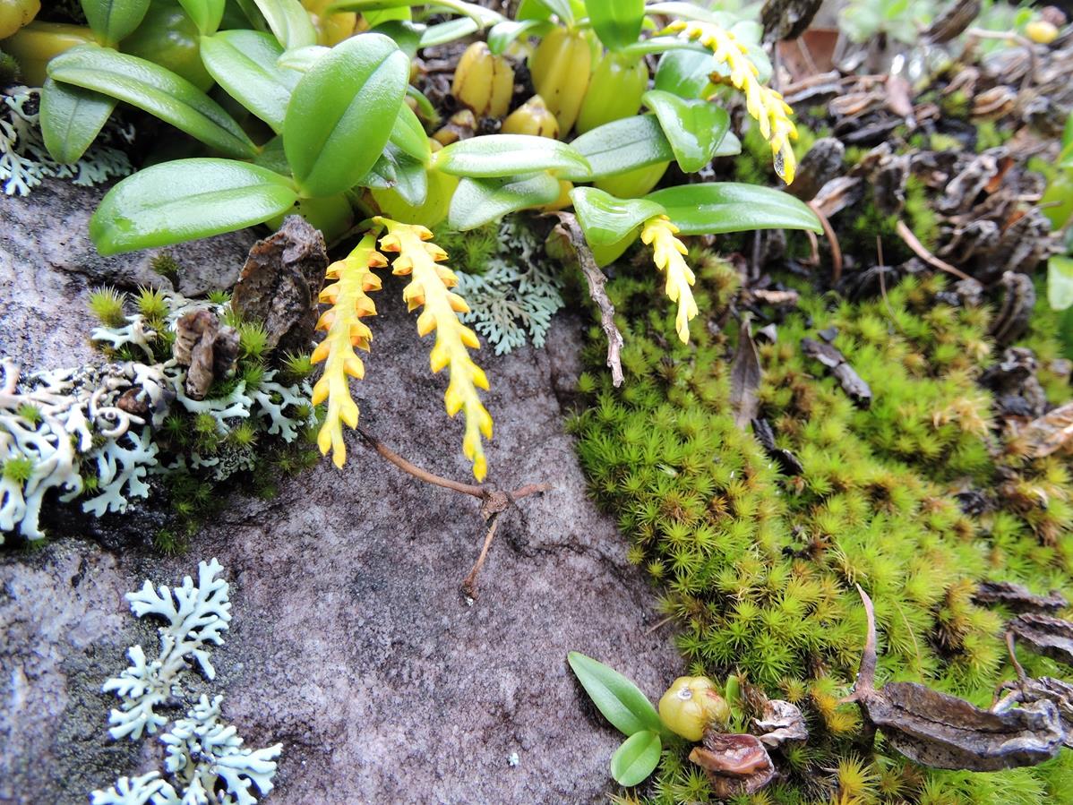 Bulbophyllum fuscum var. melinostachyum Bulbophyllum fuscum var. melinostachyum