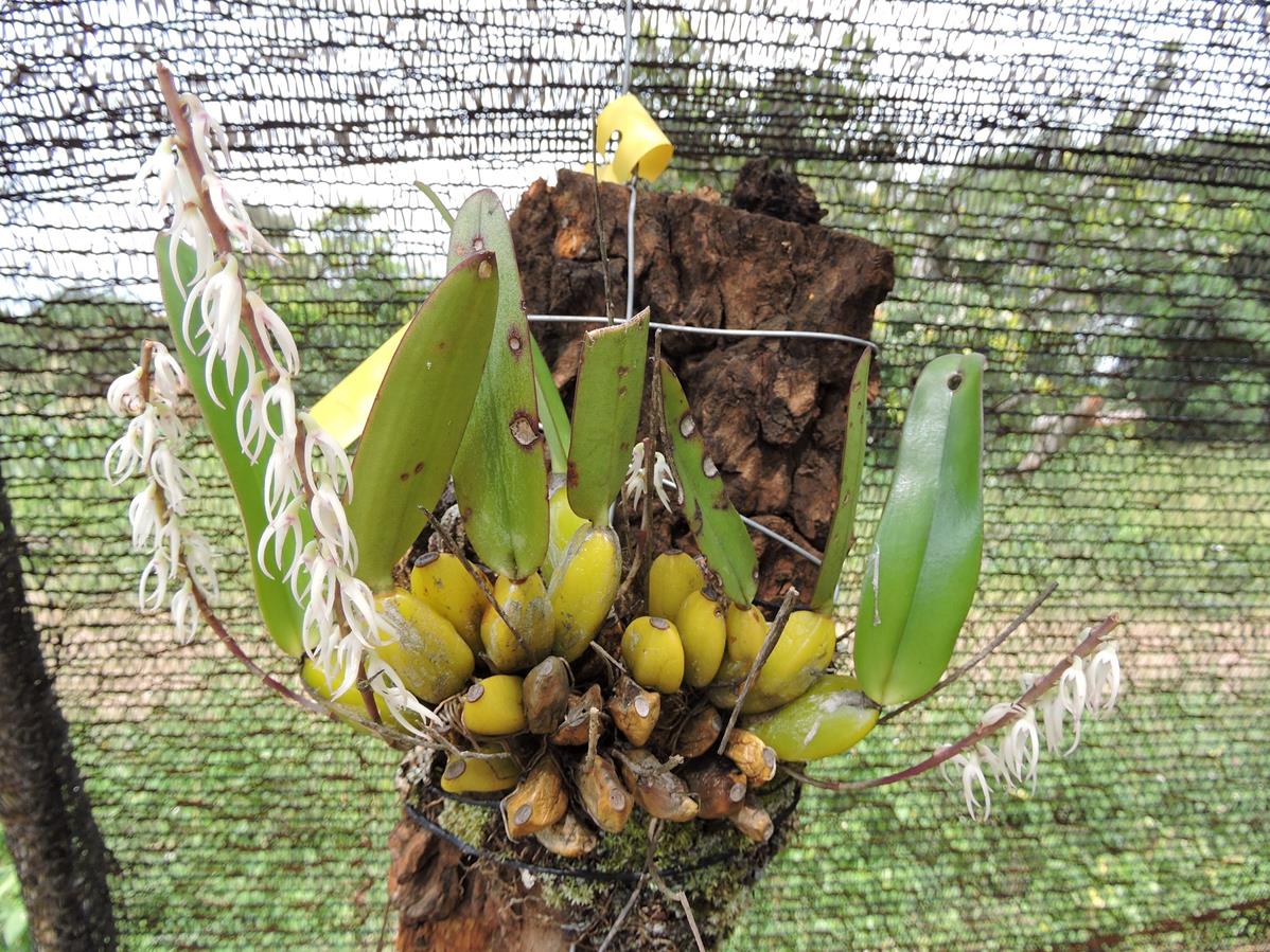 Bulbophyllum fuscum var. melinostachyum Bulbophyllum fuscum var. melinostachyum