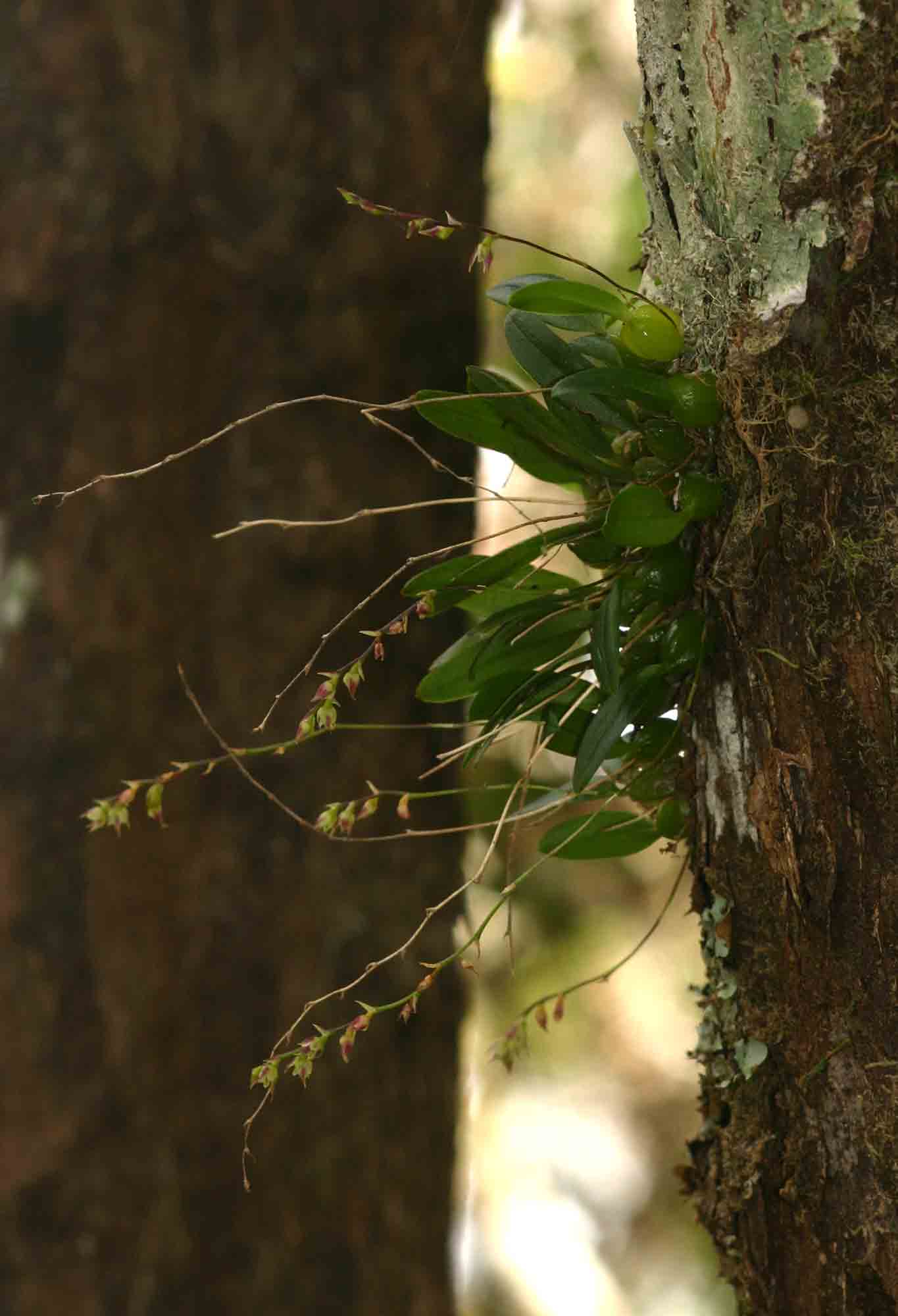 Bulbophyllum intertextum Bulbophyllum intertextum