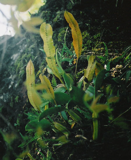 Bulbophyllum maximum
