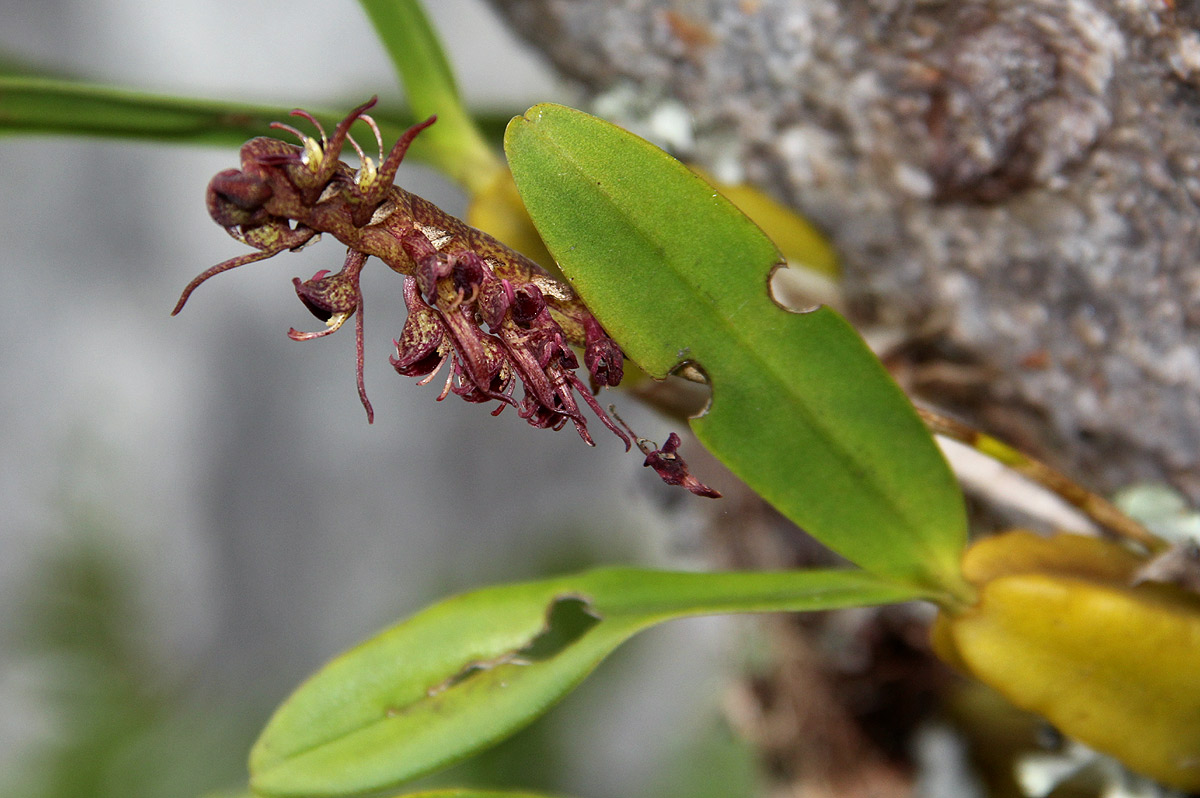 Bulbophyllum sandersonii subsp. sandersonii Bulbophyllum sandersonii subsp. sandersonii