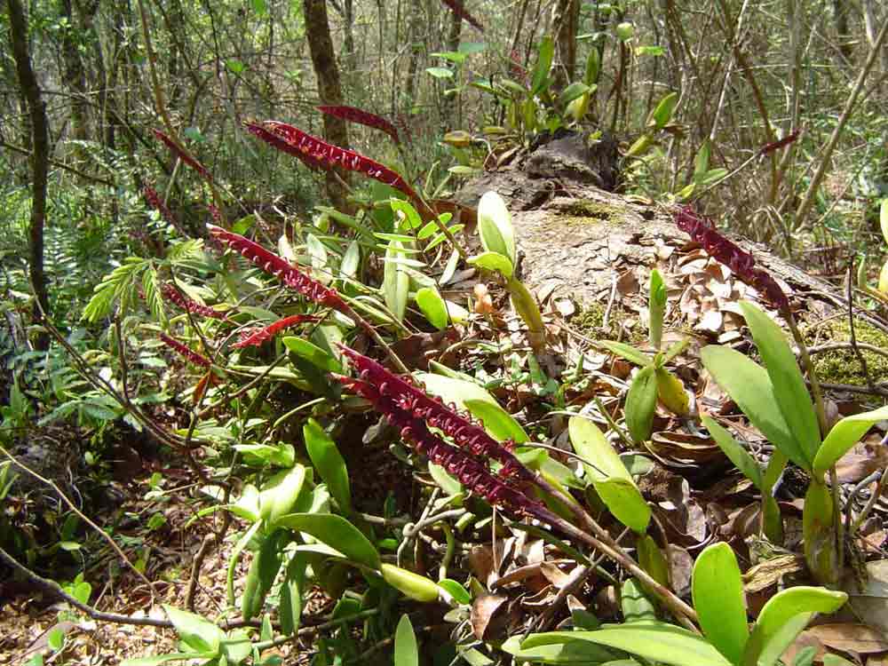Bulbophyllum scaberulum var. scaberulum