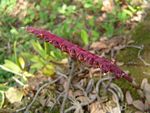Bulbophyllum scaberulum var. scaberulum