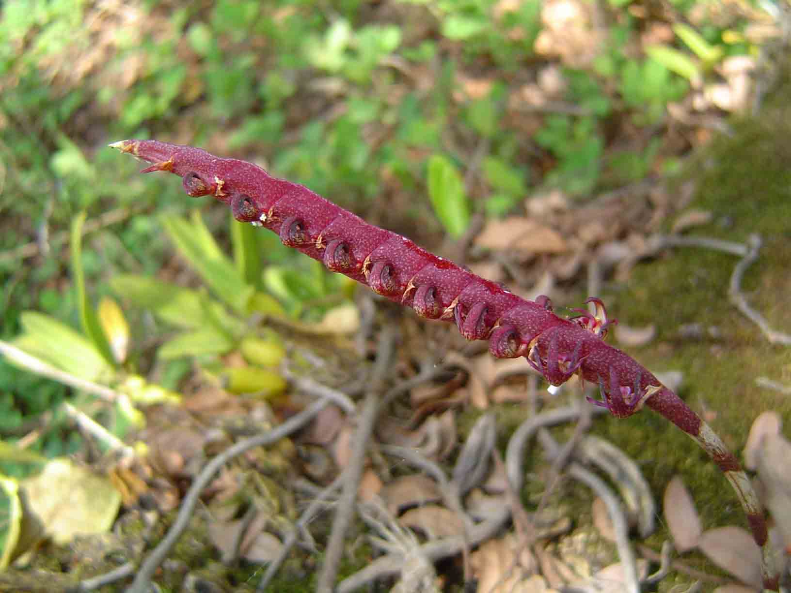 Bulbophyllum scaberulum var. scaberulum