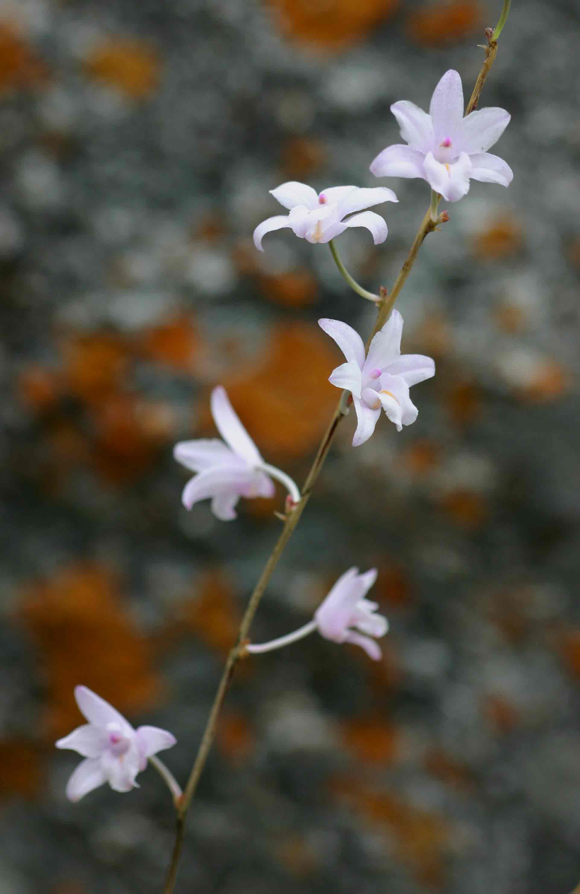 Polystachya dendrobiiflora Polystachya dendrobiiflora