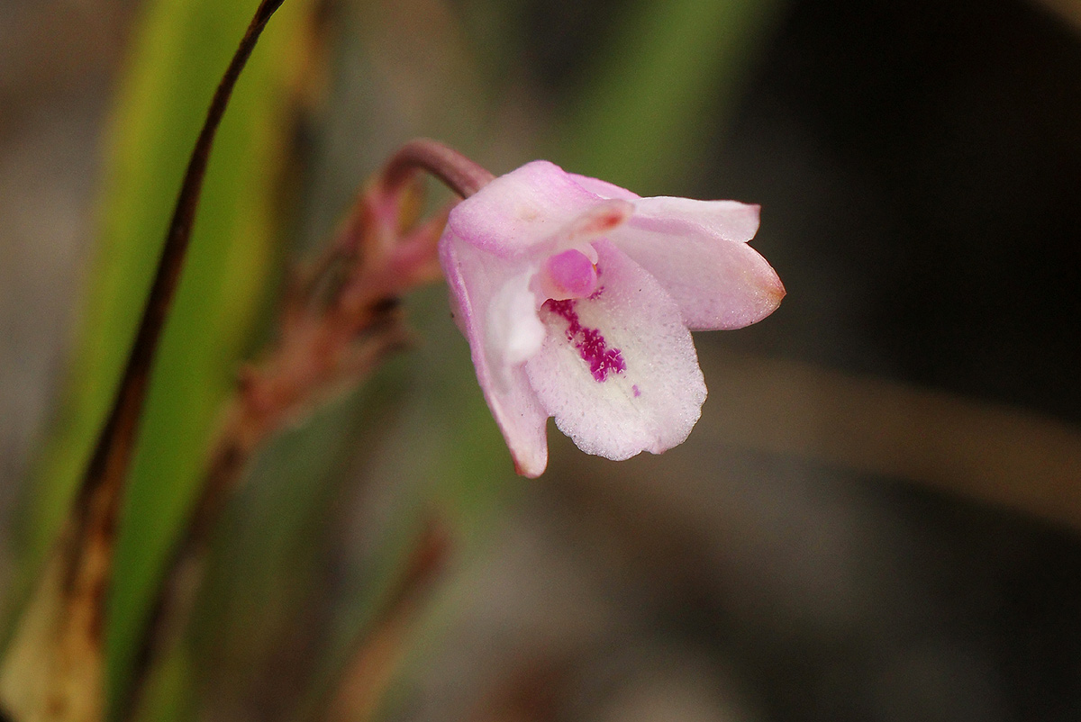 Polystachya dendrobiiflora Polystachya dendrobiiflora