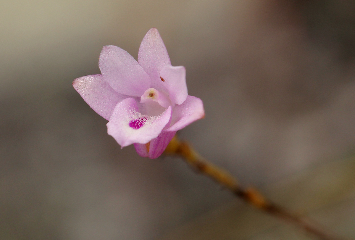 Polystachya dendrobiiflora Polystachya dendrobiiflora