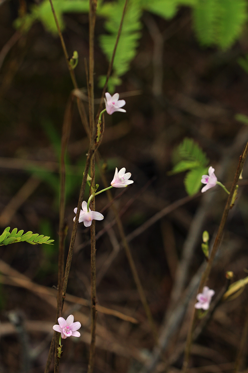 Polystachya dendrobiiflora Polystachya dendrobiiflora