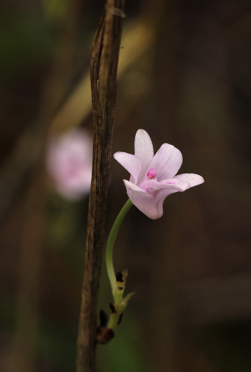 Polystachya dendrobiiflora Polystachya dendrobiiflora