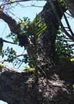 Acampe pachyglossa