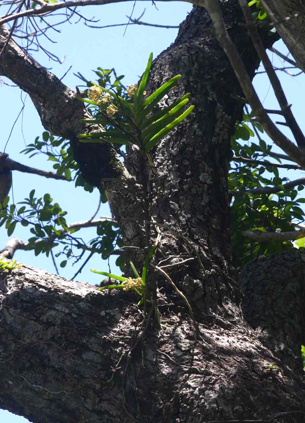 Acampe pachyglossa