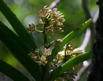 Acampe pachyglossa