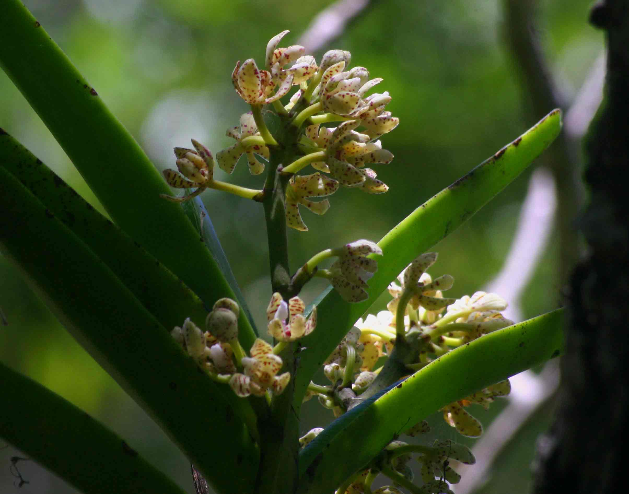 Acampe pachyglossa