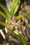 Acampe pachyglossa