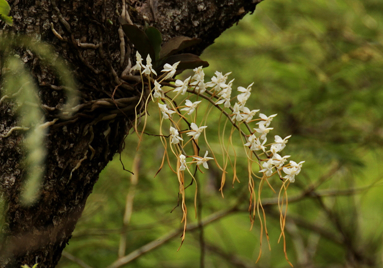 Aerangis verdickii var. verdickii Aerangis verdickii var. verdickii