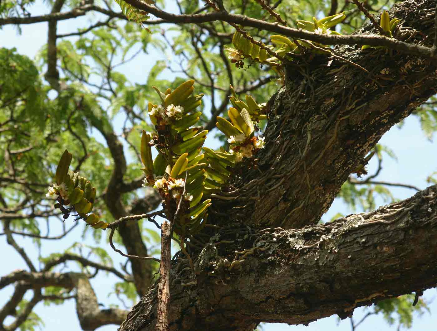 Calyptrochilum christyanum Calyptrochilum christyanum