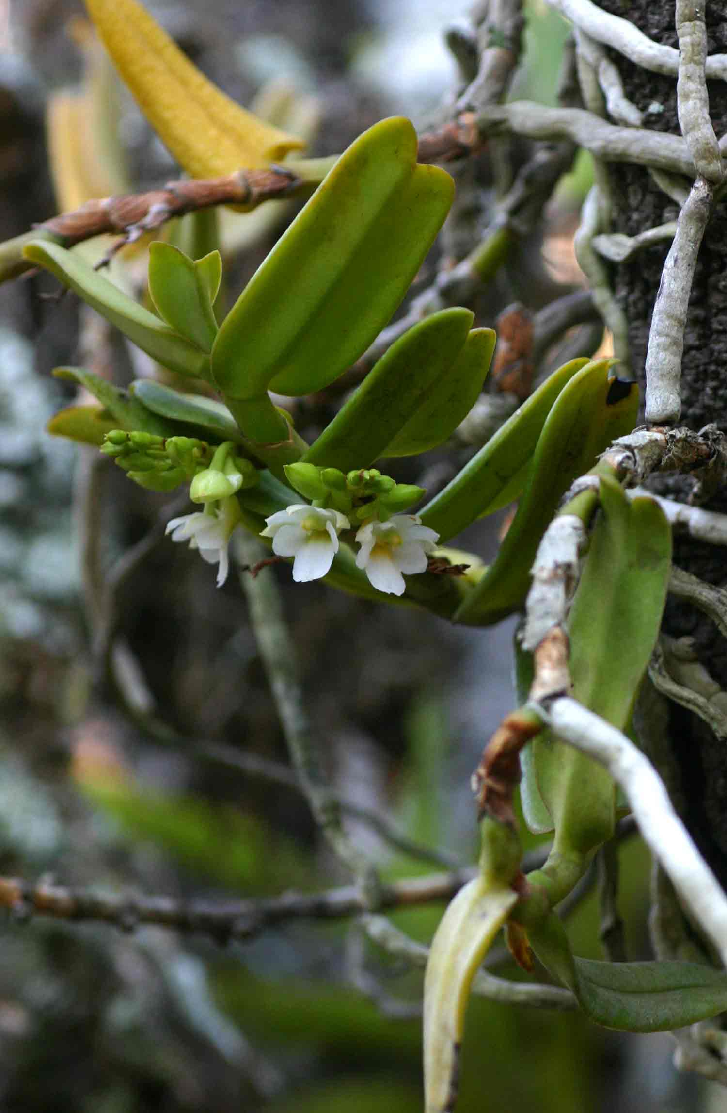 Calyptrochilum christyanum Calyptrochilum christyanum
