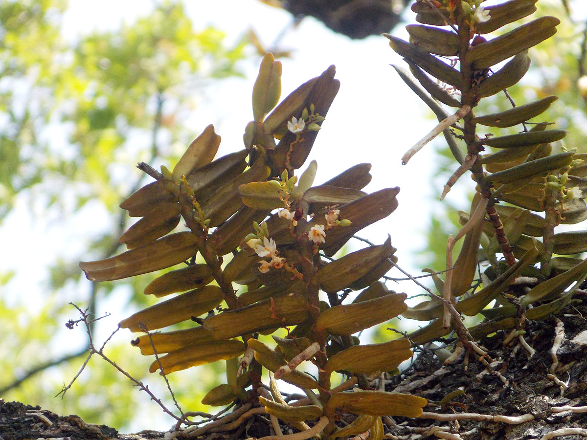 Calyptrochilum christyanum Calyptrochilum christyanum